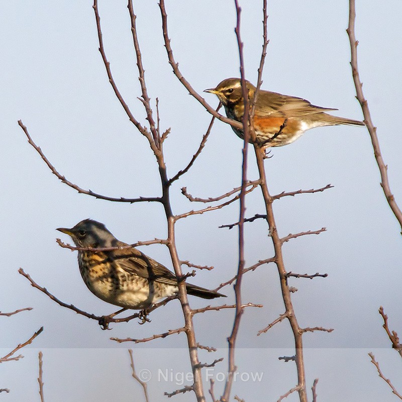 Fieldfare (and Redwing) - Fieldfare