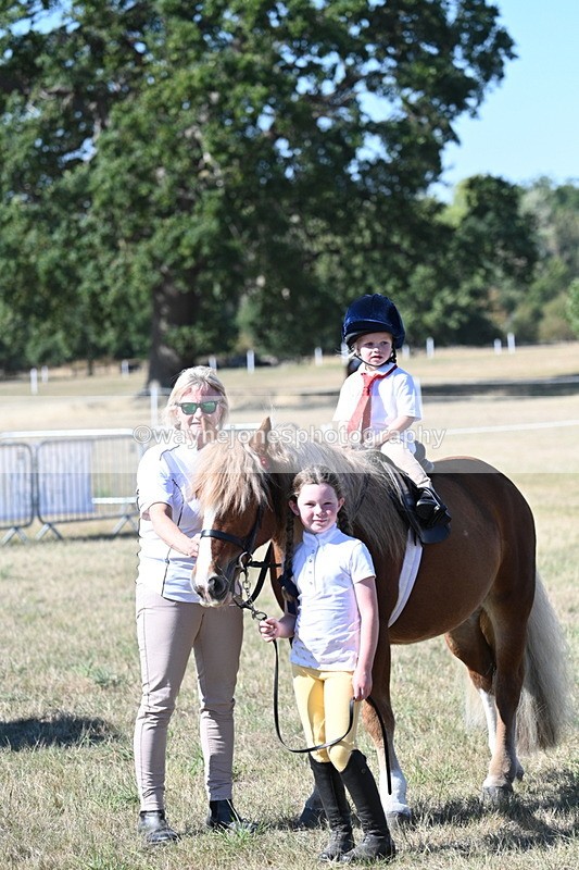 WJ7_1640 - Class 42 Most Handsome Gelding