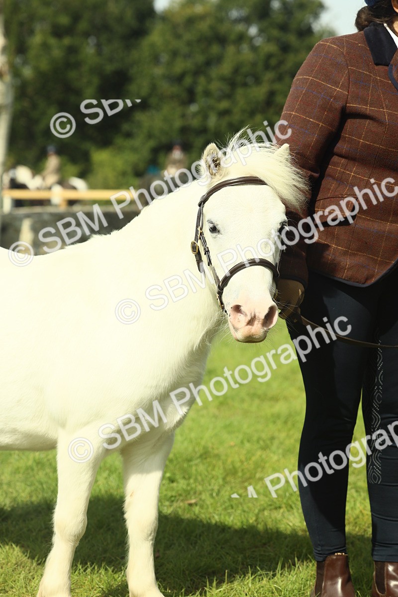 SBM_66676 - S34 - Rehabilitated Rescue Horse & Pony In Hand & Ridden