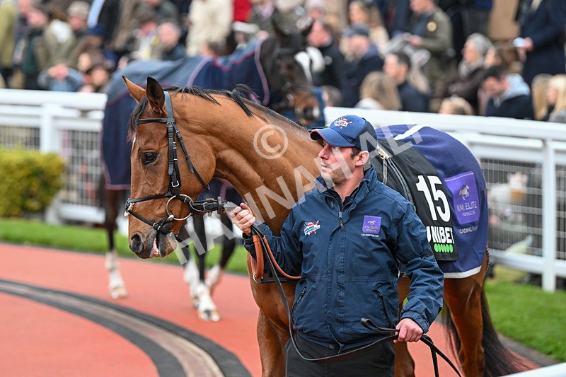 171124-Race 5-Paddock-Royal Way-3713 - Race 5