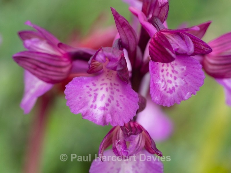 Anacamptis x gennarii (Hybrid between Green-winged and pink butterfly orchids Anacamptis morio x A. papilionacea = A.x gennarii - Gargano - Wild Orchids