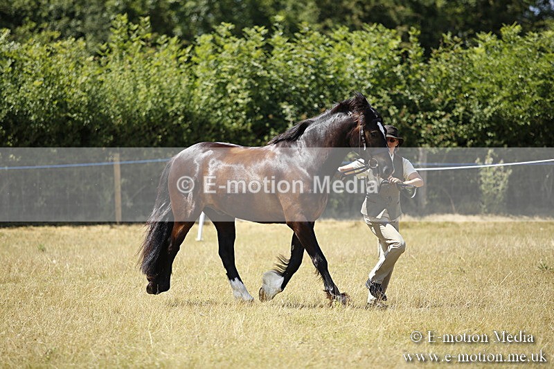 _C7A0046 - BVRC Sow 2018 Ring 2