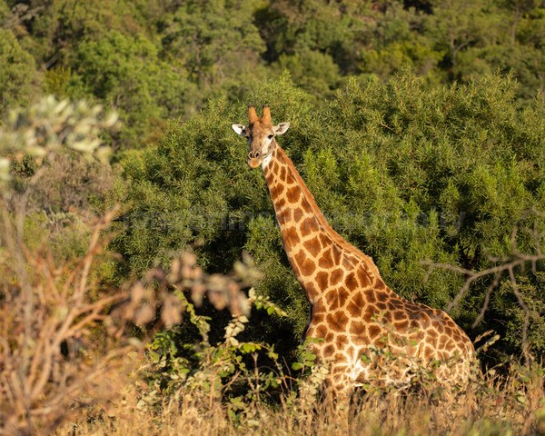safari-23 - African Wildlife