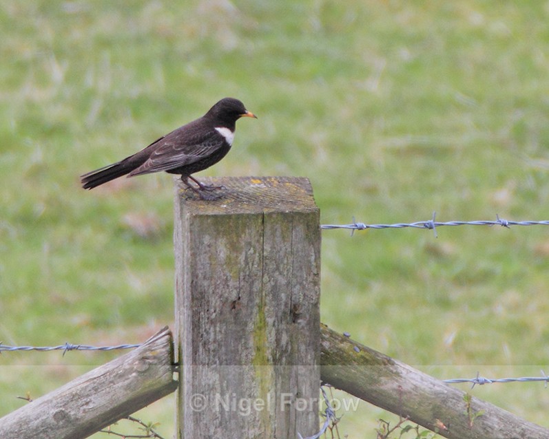 Ring Ouzel perched on top of a fence post at Linkey Down - Ring Ouzel