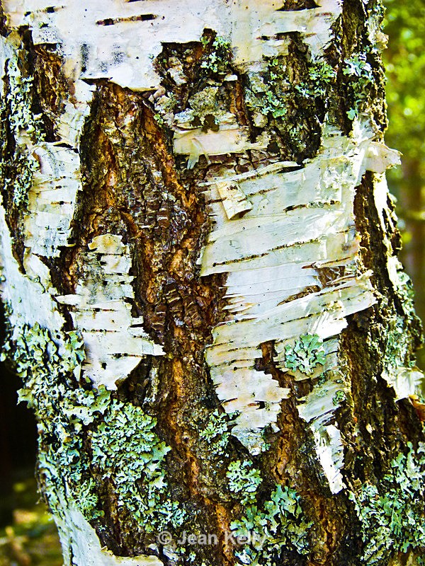 Tree - P1120141 - Trees