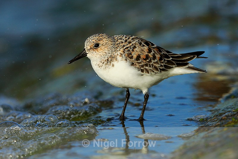 Sanderling (female, breeding plumage) on the causeway at Farmoor - Sanderling