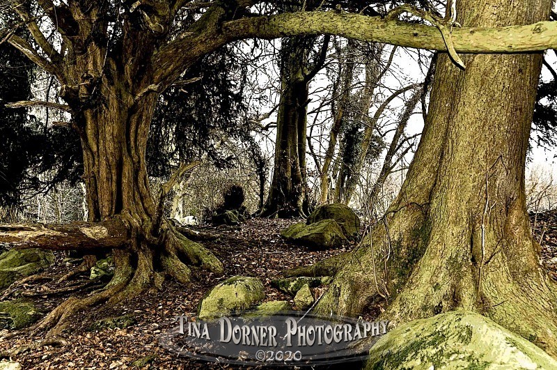 Yew tree trunks at Devils Pulpitt from Autumn Forest of Dean and Wye Valley Portfolio by Tina Dorner Photography