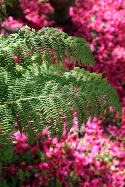 Bracken _ FL058 - Wild Flowers,  plants & Fungus photography, Great Britain