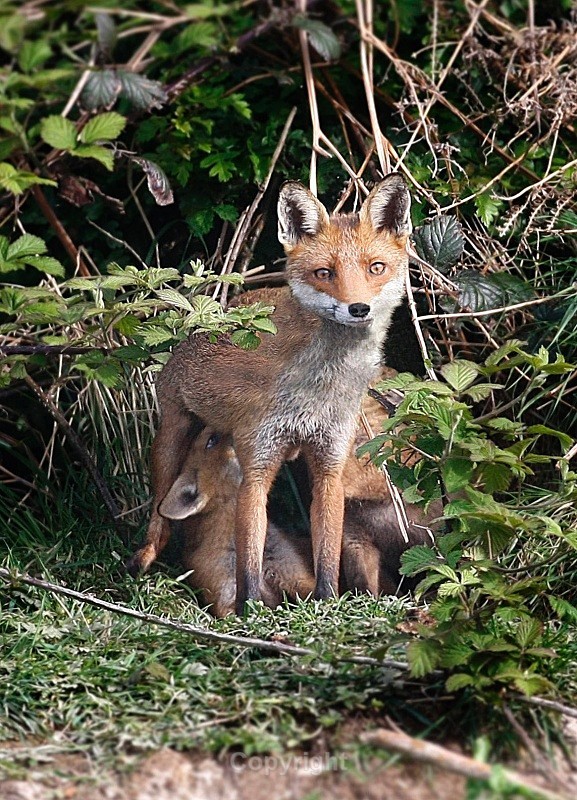 Vixen and Cubs - Various Mammals