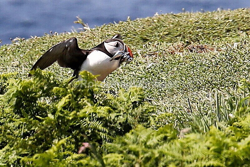 _56A7069 - Skomer 2019