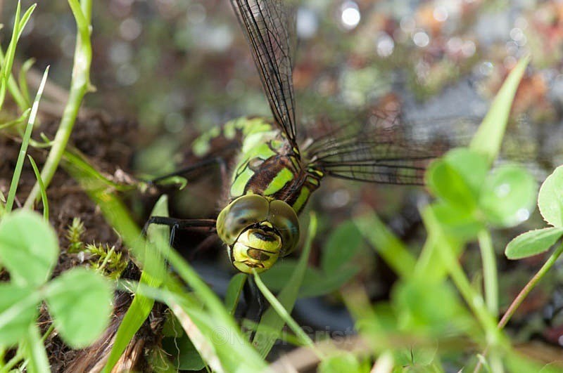 Green - Wildlife