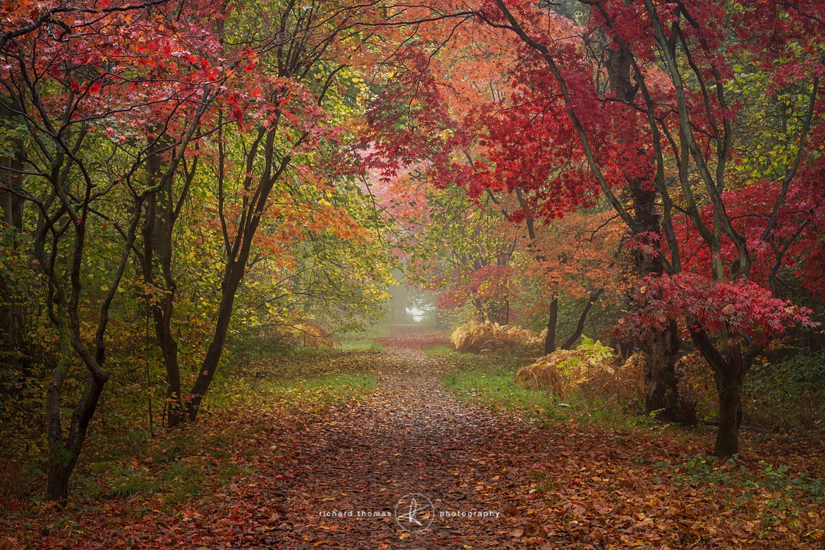 Aki path - Woodland