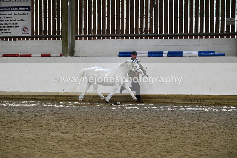 WJ5_5358 - Class 4 In hand M&M - small breeds