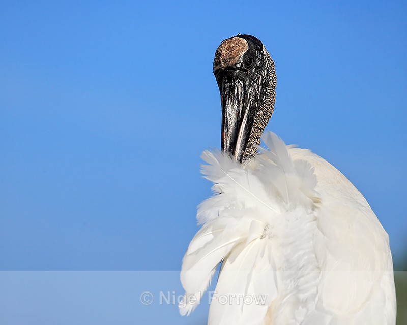 Wood Stork with ruffled feathers, Wakodahatchee Wetlands, Florida - Wood Stork
