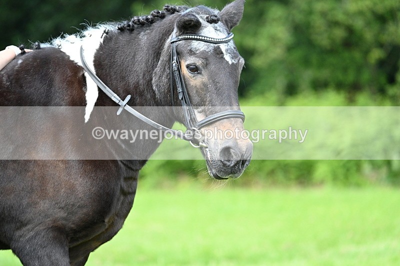 WJ7_1707 - Class 11 Condition & Turnout