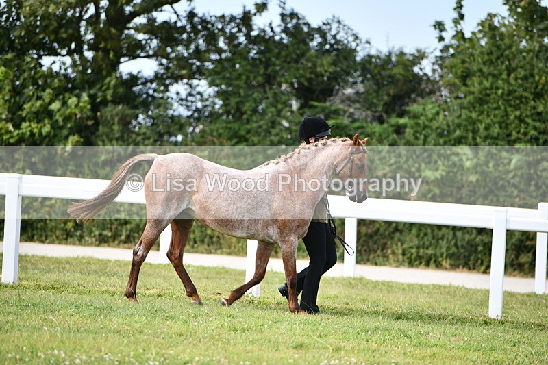 DSC_9139 - SP/SHP Pony Breeding Championship