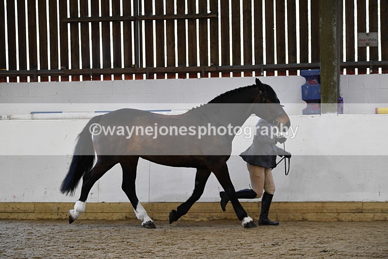 WJ5_5653 - Morning in hand Championship