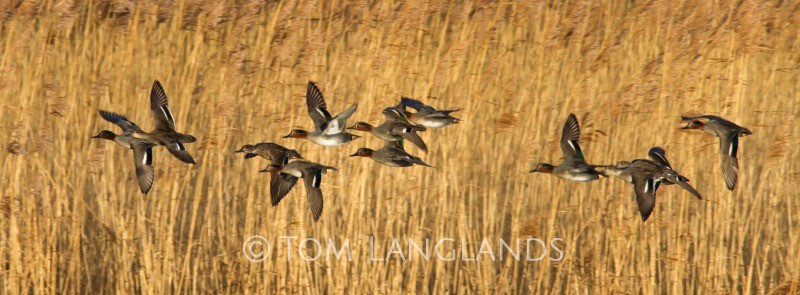 Teal - Wildfowl