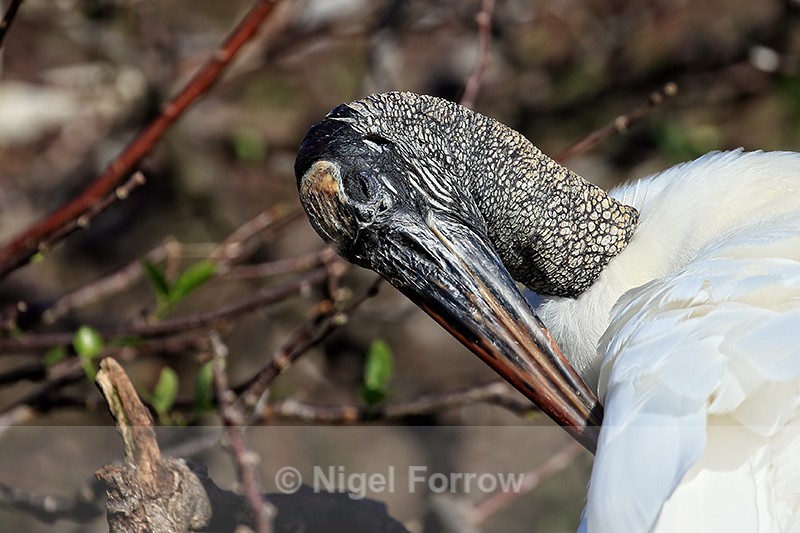 Wood Stork attending to feathers, Wakodahatchee Wetlands, Florida - Wood Stork