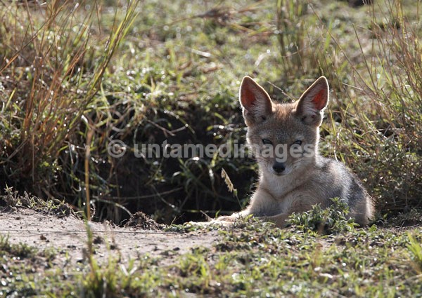Black-backed Jackal - cub - Kenya