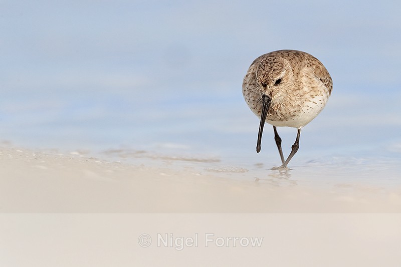 Dunlin foraging along lagoon shore, Fort De Soto Park, Florida - Dunlin
