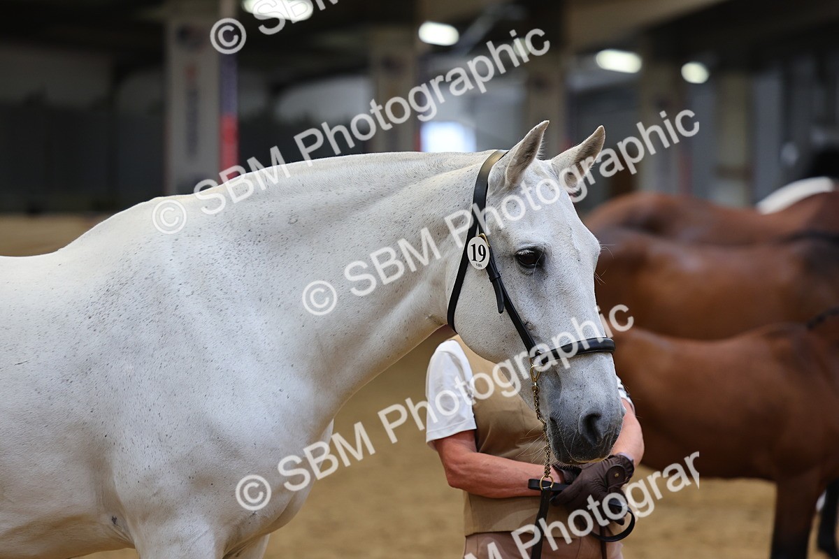 SBM_22735 - Class 903 - Supreme Final - IH Pre Vet
