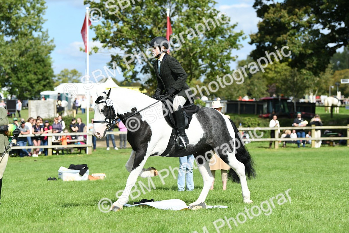 SBM_46779 - S12 - Family Horse & Pony