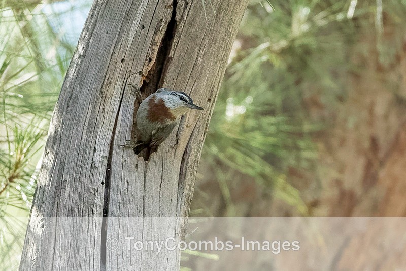 Krupers Nuthatch - Lesvos ~ Other Birds