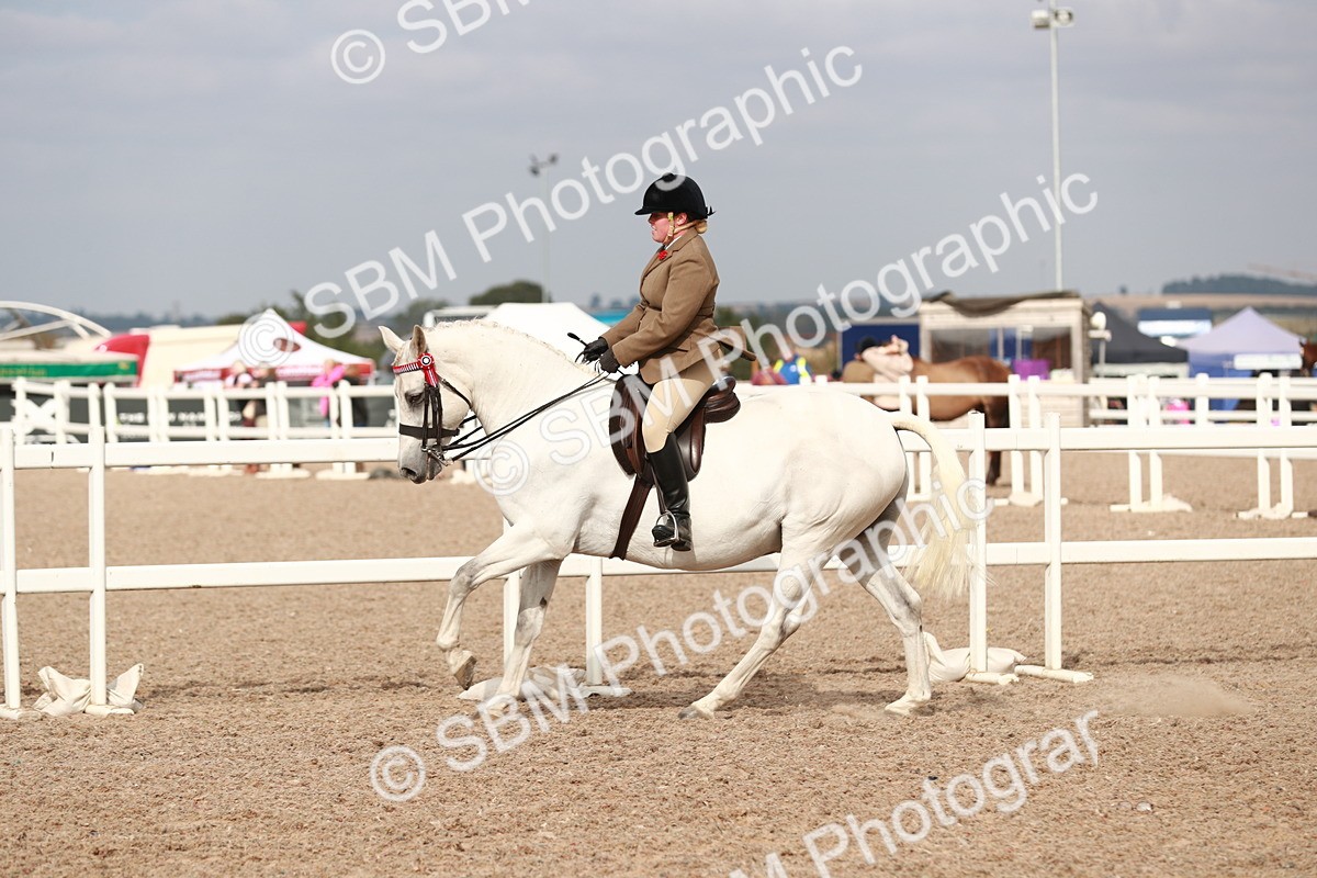 SBM_17524 - Class 215 Ridden Hack/ Riding Horse