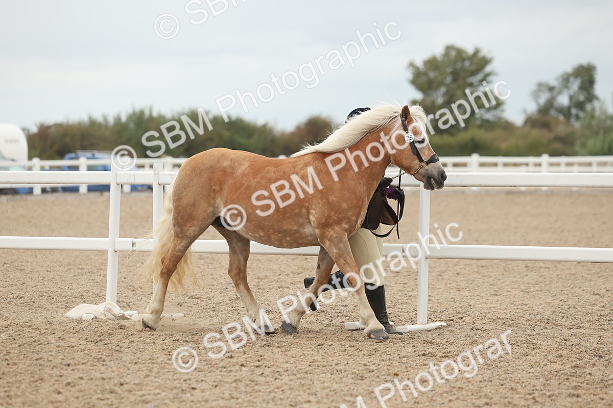 SBM_19473 - Class 317 - IH Pure Bred Horse-Pony