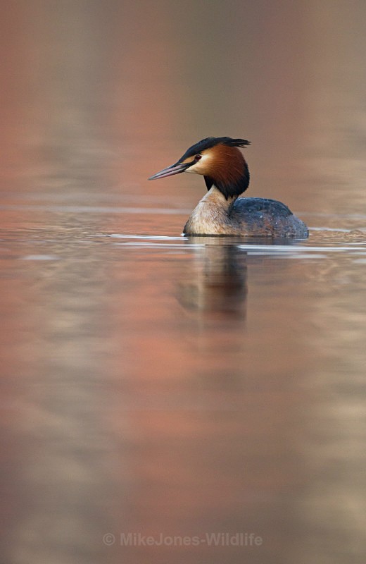 GREAT CRESTED GREBES ref Grebe 10 - GREAT CRESTED GREBES