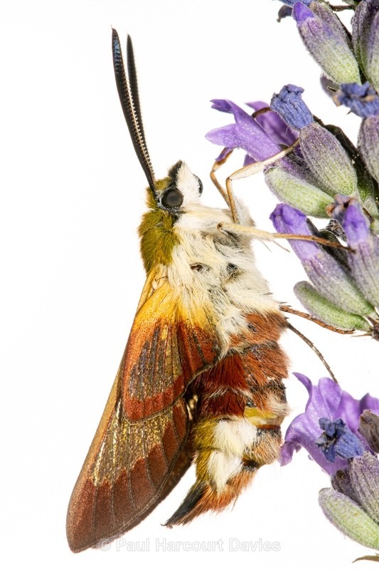 Broad-bordered Bee Hawk-moth (Hemaris fuciformis) - Insects, Spiders and other Animals