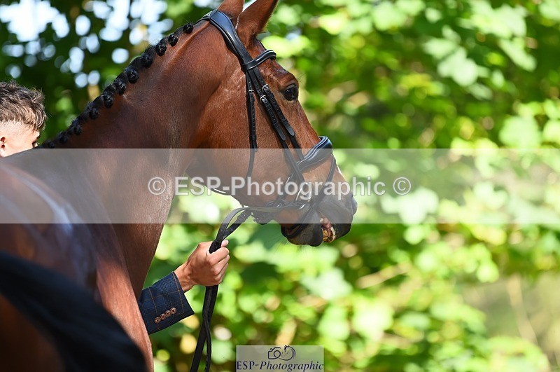 230524-160302-00646 - 201-JAEGER_MASTER-Tom_Woodward-WEDTrotUp+DR