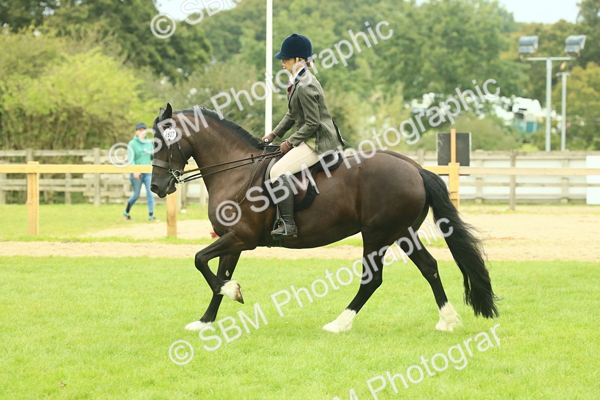SBM_72163 - S60 - Mountain & Moorland Ridden Large Breeds