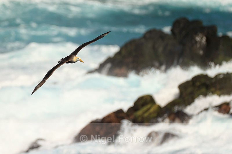 Waved Albatross flying, rough sea, Espanola, Galapagos - Waved Albatross