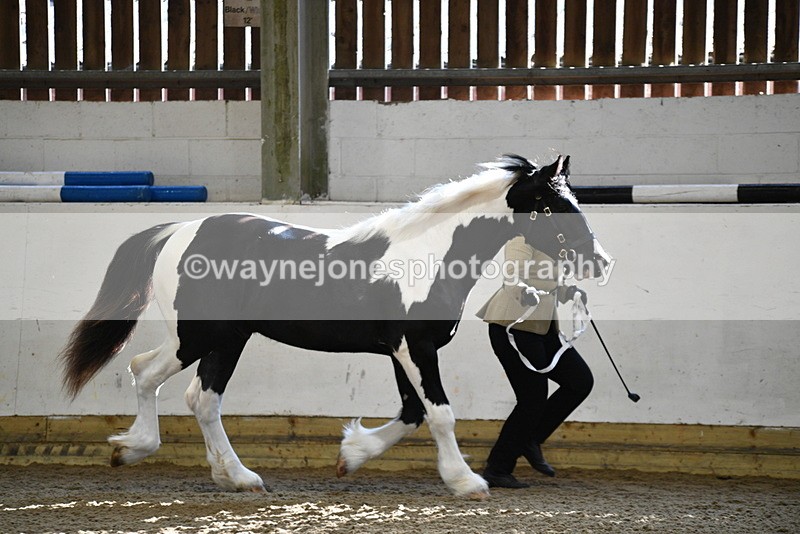 WJ5_3432 - Class 1 Youngstock