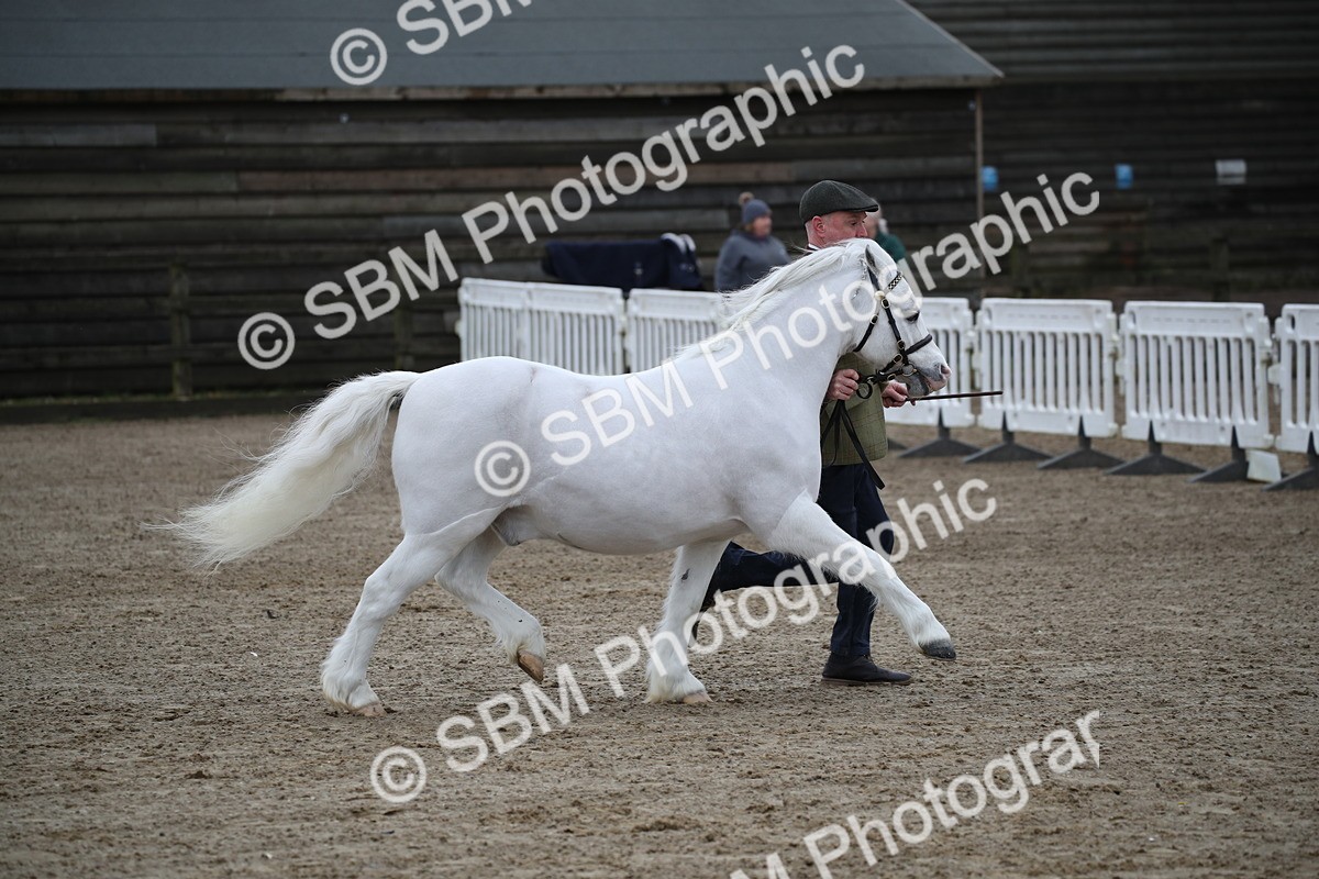 SBM_004084 - Class 1-4 - Young Stock classes Inc. In Hand Championship