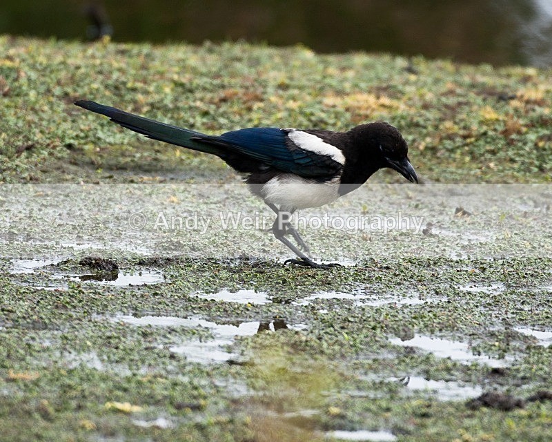 20080802-001 - Corvids