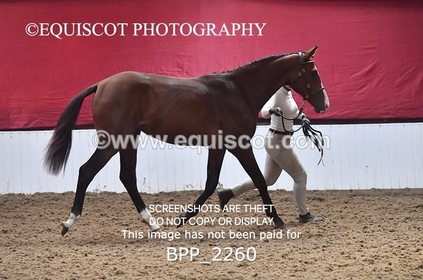 BPP_2260 - AFTERNOON 12.30 - 3.30PM