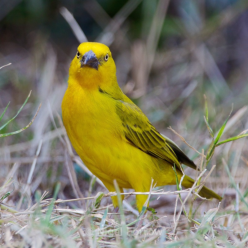 Holub's Golden Weaver standing on the ground - Holub's Golden Weaver