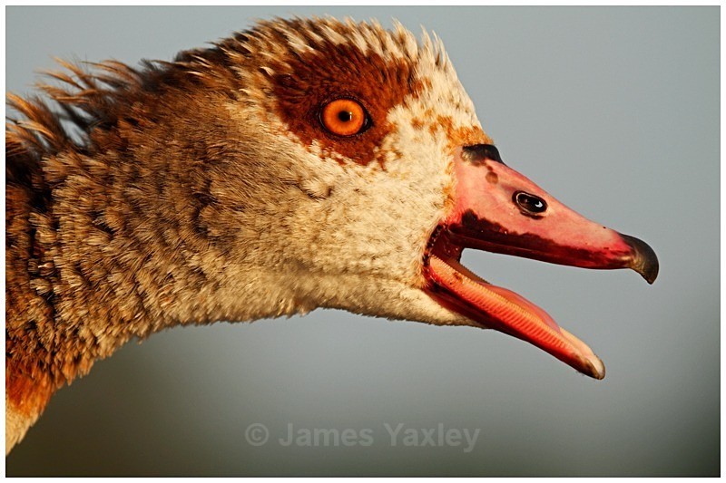 Egyptian Goose - The British Wildlife Photography Awards 2009 to 2014