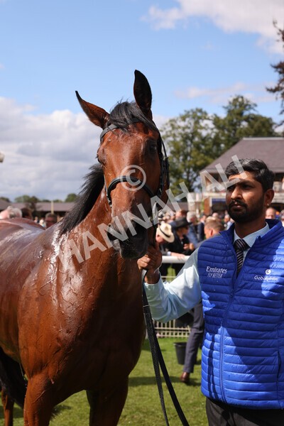 yr19082022r3-53 - Race 3 3.00pm Al Basti Equiworld Dubai Gimcrack Stakes