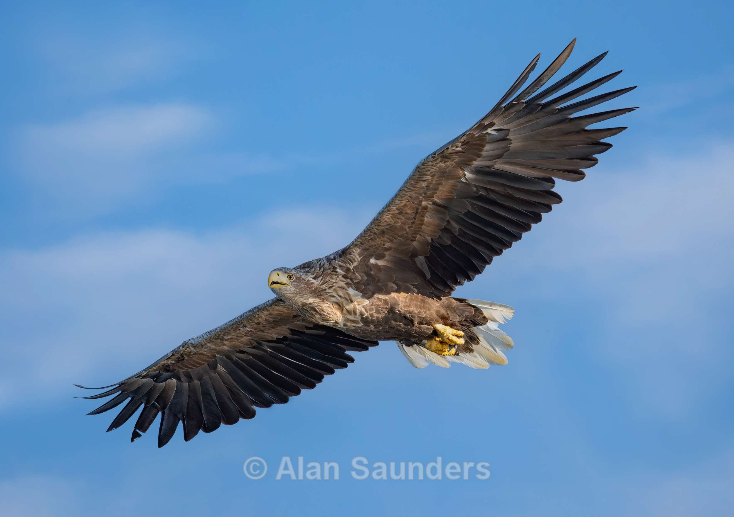 White Tailed Eagle 1