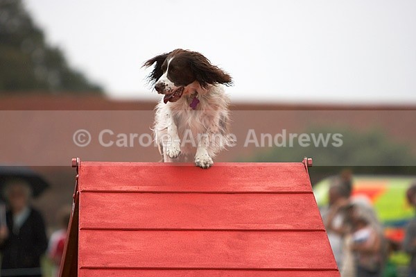  - Tendring Agility Group- St Osyth Summer Fete