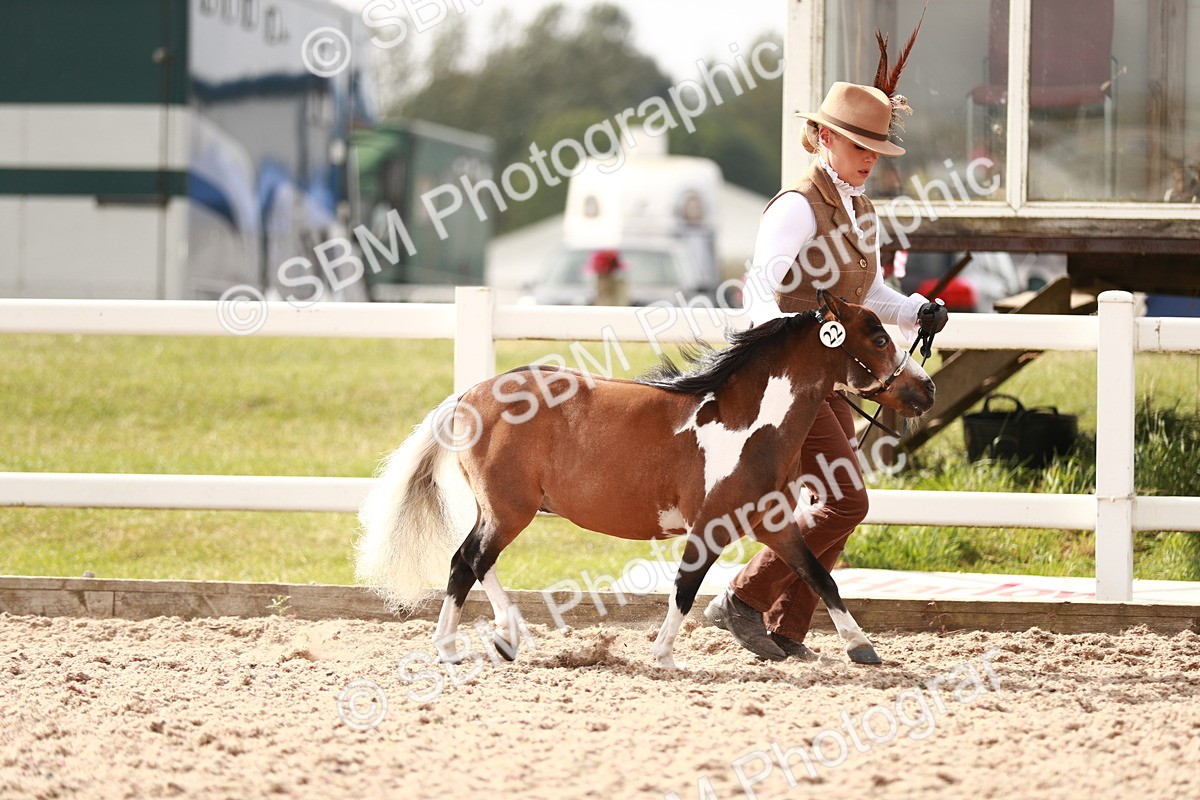 SBM_11802 - Class 206 IH Non Show Type Pony