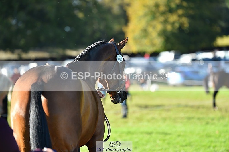 231022-105604-23597 - 406-BALLYCREEN.MILADY-Georgina.Brown-TrotUp+SJ