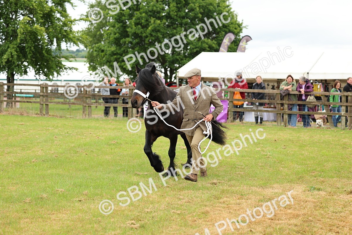 SBM_00519 - Class 58-67 - M&M Non Welsh Pony In hand