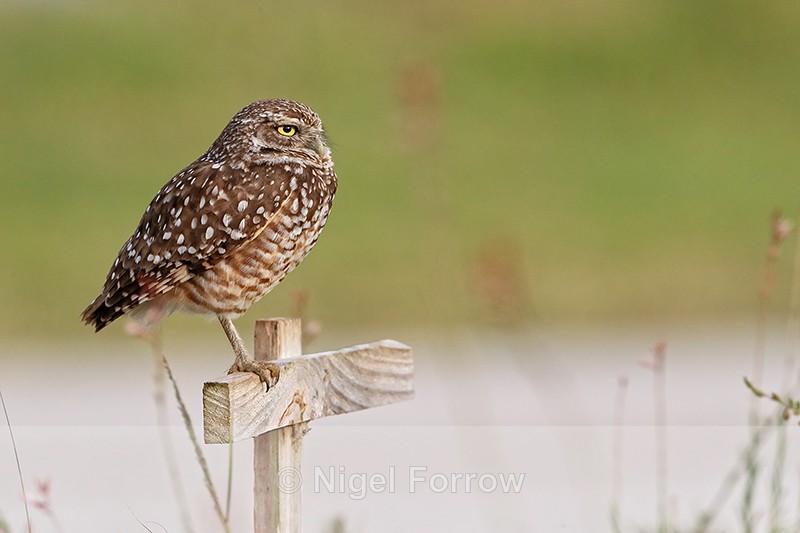 Burrowing Owl side profile, Cape Coral, Florida - Burrowing Owl