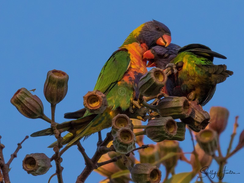 Lorikeet Love 7
