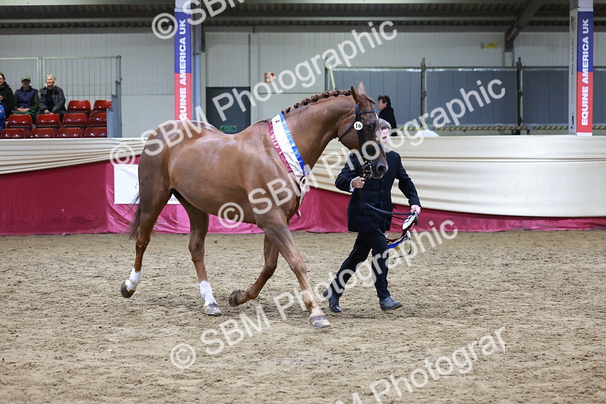 SBM_20524 - Class G - IH Large (over 148cm)Champ